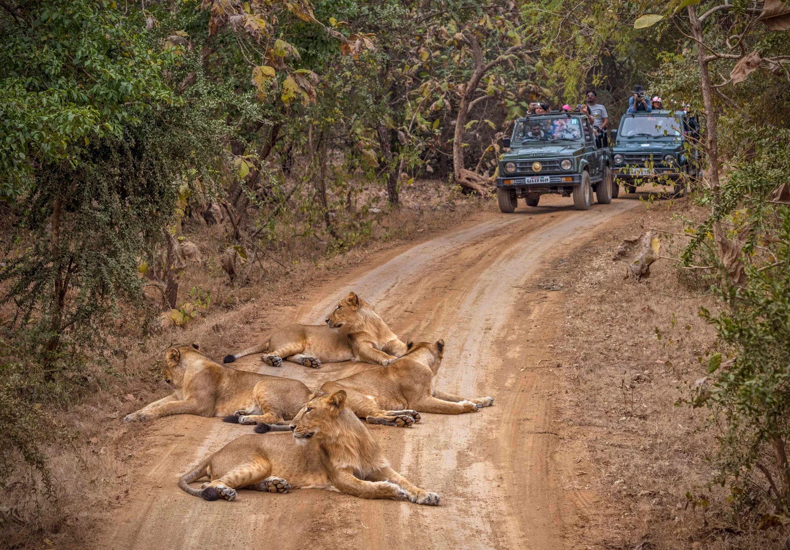 Gir Jungle Safari